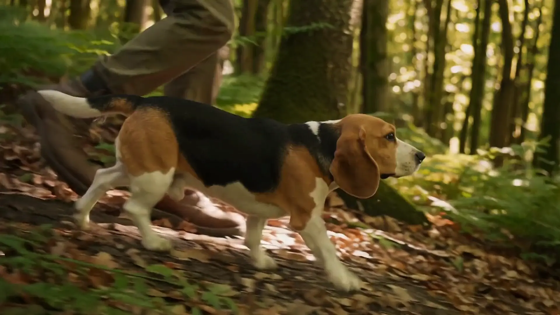 A beagle walking beside its person along a sunlit woodland path