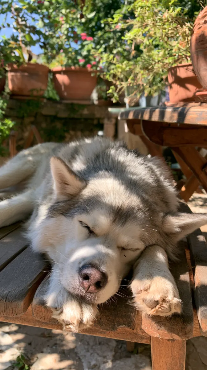 A husky lying in the shade in a garden