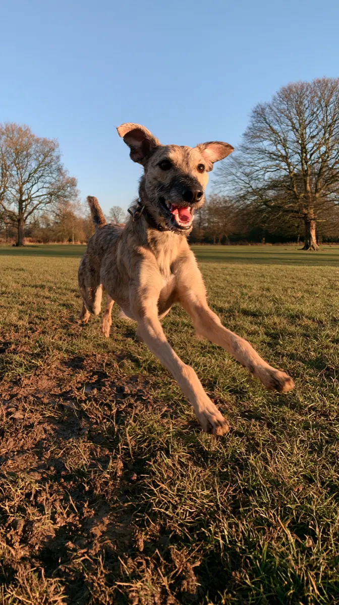 A long legged lurcher mid stride