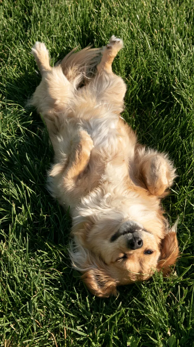 A small tan and white mixed breed rolling over